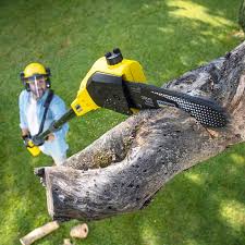 Best Lawn Maintenance Plans  in Hanna City, IL